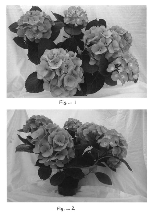 Figure 1 of US plant patent PP22575, the photograph of Galilee printed in the patent.