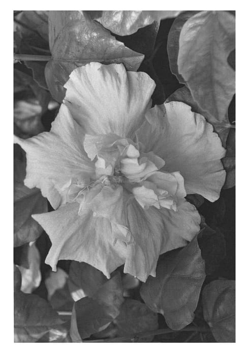Figure 1 of US plant patent PP22576, the photograph of DUP-SWPK printed in the patent.