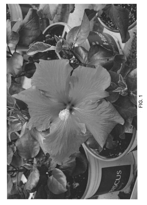 Figure 1 of US plant patent PP22577, the photograph of DUP-LVS printed in the patent.