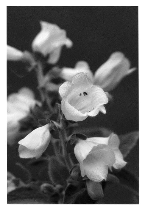 Figure 1 of US plant patent PP22578, the photograph of Wedding Bells printed in the patent.