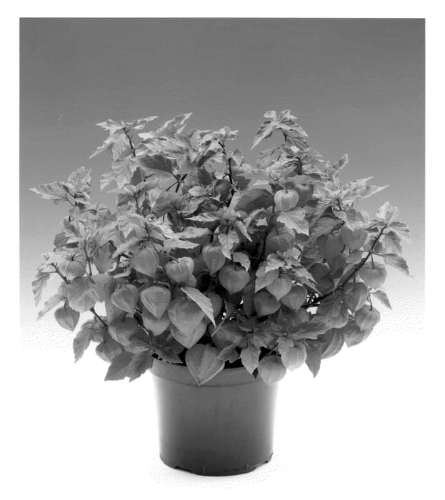 Figure 1 of US plant patent PP22579, the photograph of King printed in the patent.