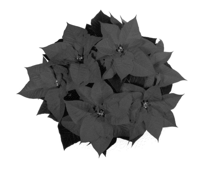 Figure 1 of US plant patent PP22580, the photograph of NPCW10158 printed in the patent.