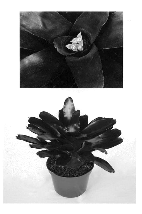 Figure 1 of US plant patent PP22581, the photograph of Elwood printed in the patent.