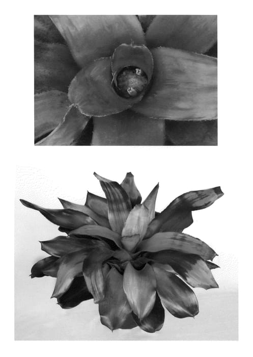 Figure 1 of US plant patent PP22582, the photograph of Flirting printed in the patent.