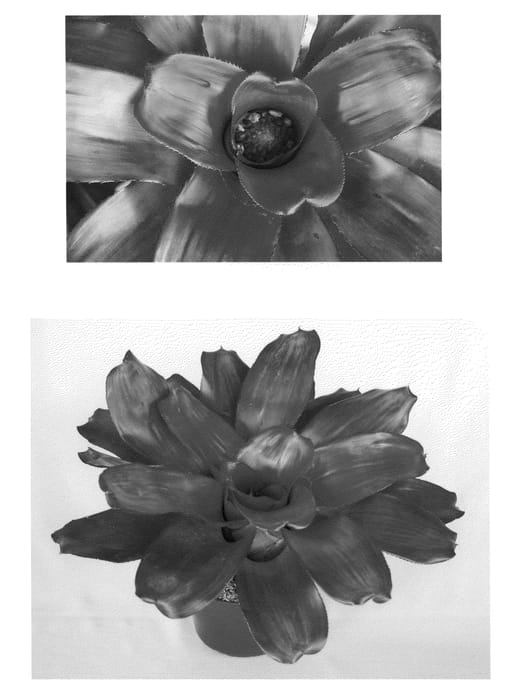Figure 1 of US plant patent PP22583, the photograph of Seduction printed in the patent.