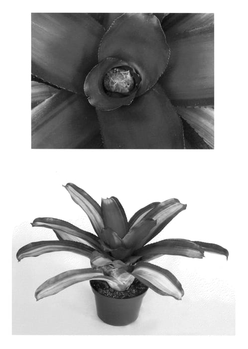 Figure 1 of US plant patent PP22584, the photograph of Mendoza printed in the patent.