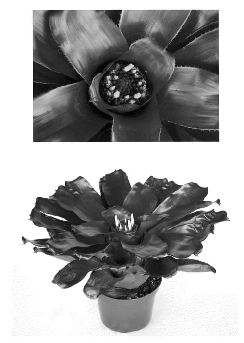 Figure 1 of US plant patent PP22585, the photograph of Purple Passion printed in the patent.