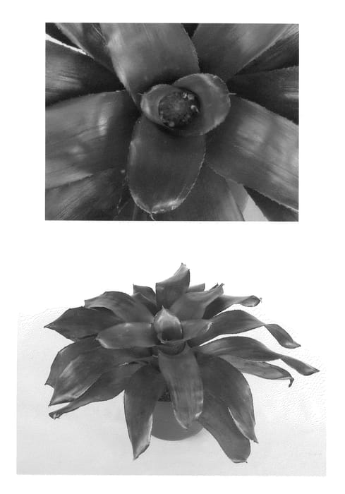 Figure 1 of US plant patent PP22586, the photograph of Malbec printed in the patent.