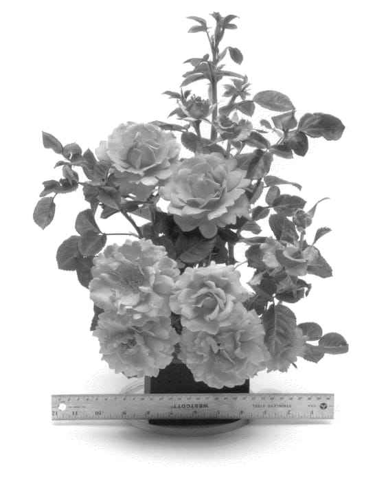 Figure 1 of US plant patent PP22587, the photograph of HARpageant printed in the patent.