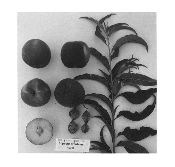 Figure 1 of US plant patent PP22588, the photograph of Supechseventeen printed in the patent.