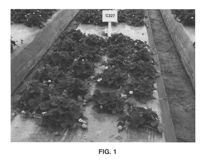 Figure 1 of US plant patent PP22589, the photograph of Mojave printed in the patent.
