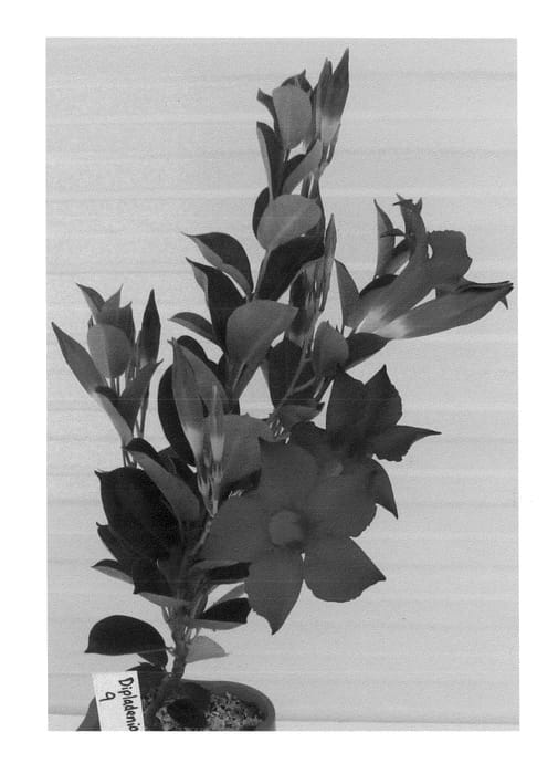 Figure 1 of US plant patent PP22590, the photograph of Alegnuflora709 printed in the patent.