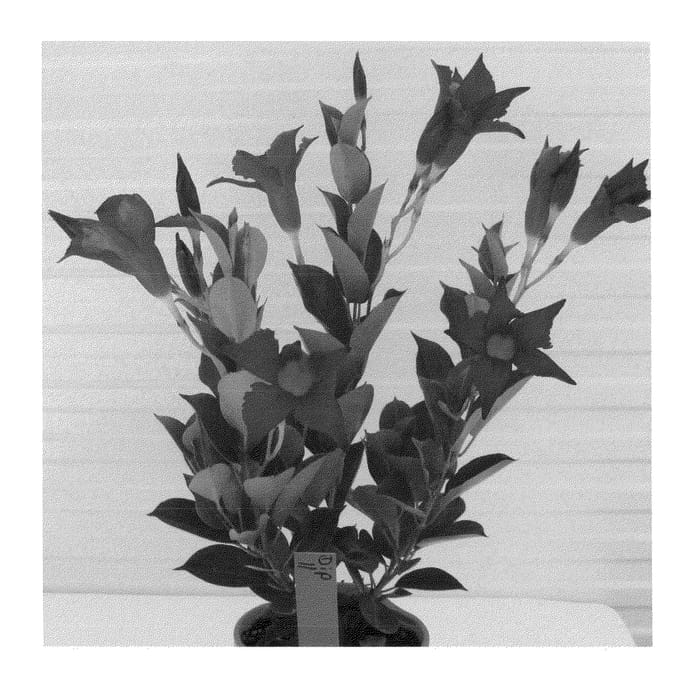 Figure 1 of US plant patent PP22591, the photograph of ALEGNUFLOR711 printed in the patent.