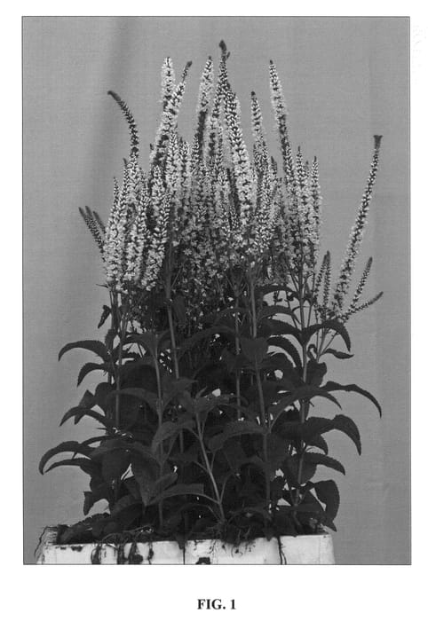 Figure 1 of US plant patent PP22592, the photograph of Pink Explosion printed in the patent.