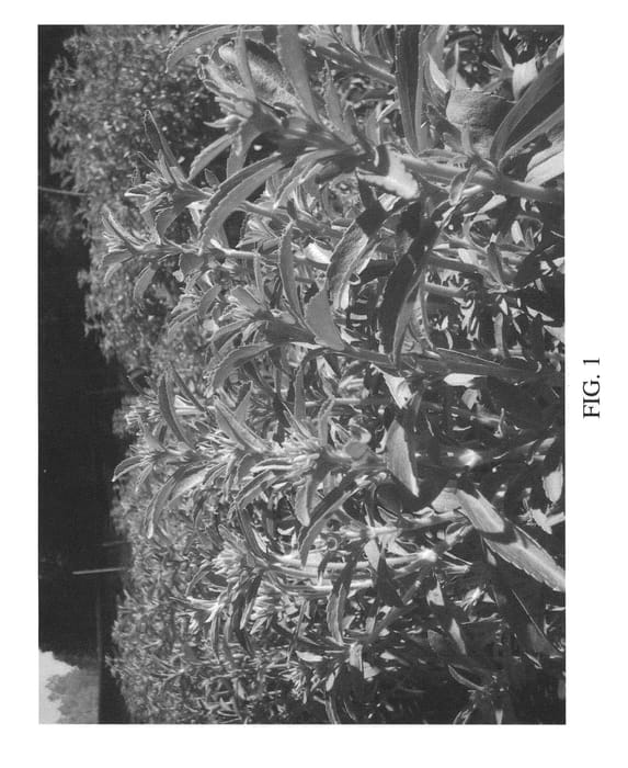 Figure 1 of US plant patent PP22593, the photograph of T60 printed in the patent.