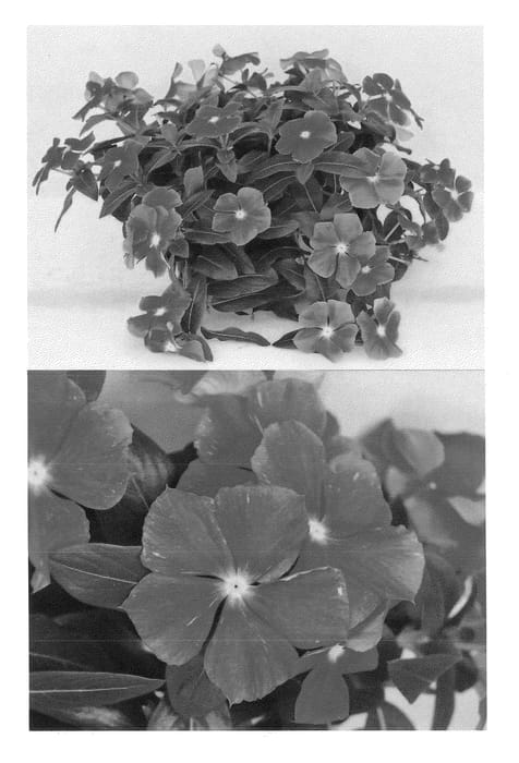 Figure 1 of US plant patent PP22594, the photograph of Sunnichiroin printed in the patent.