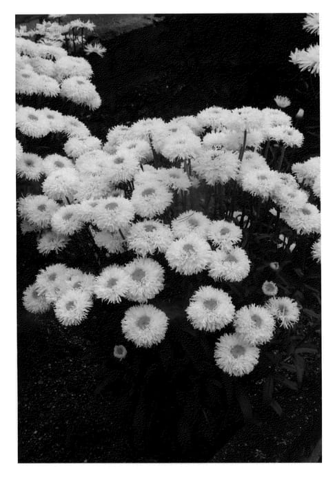 Figure 1 of US plant patent PP22595, the photograph of Engelina printed in the patent.