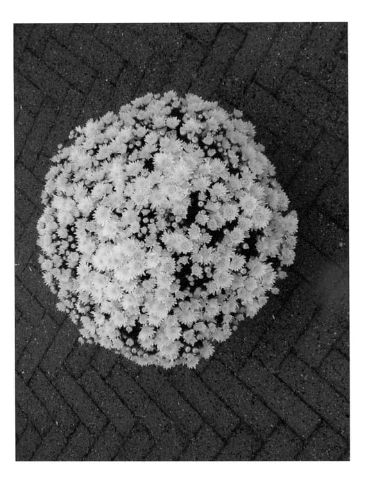 Figure 1 of US plant patent PP22596, the photograph of White Pamplona Jogger printed in the patent.