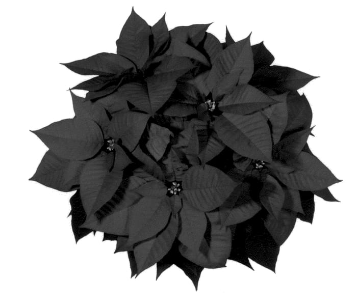 Figure 1 of US plant patent PP22597, the photograph of NPCW10164 printed in the patent.