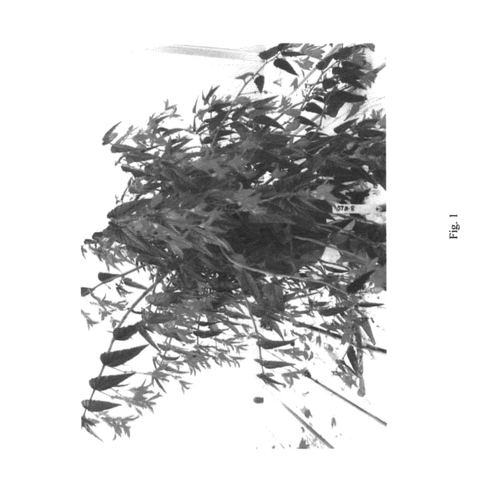 Figure 1 of US plant patent PP22598, the photograph of Nzcfour printed in the patent.
