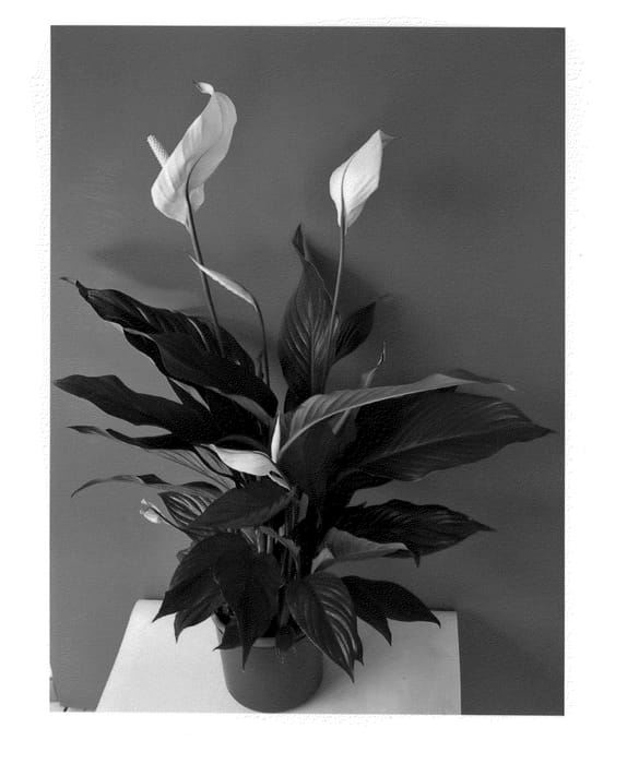 Figure 1 of US plant patent PP22599, the photograph of Spadalu printed in the patent.