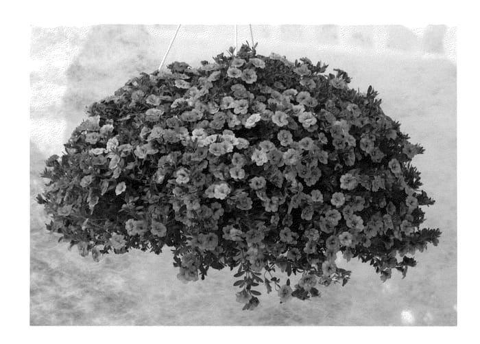 Figure 1 of US plant patent PP22600, the photograph of KLECA09208 printed in the patent.