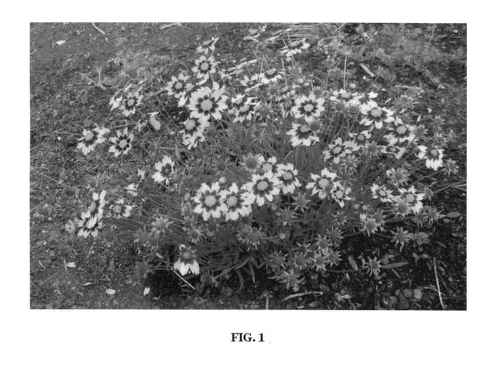 Figure 1 of US plant patent PP22601, the photograph of Cosmic Eye printed in the patent.