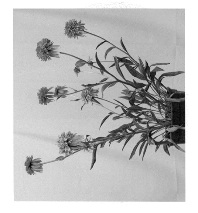 Figure 1 of US plant patent PP22602, the photograph of Marmalade printed in the patent.