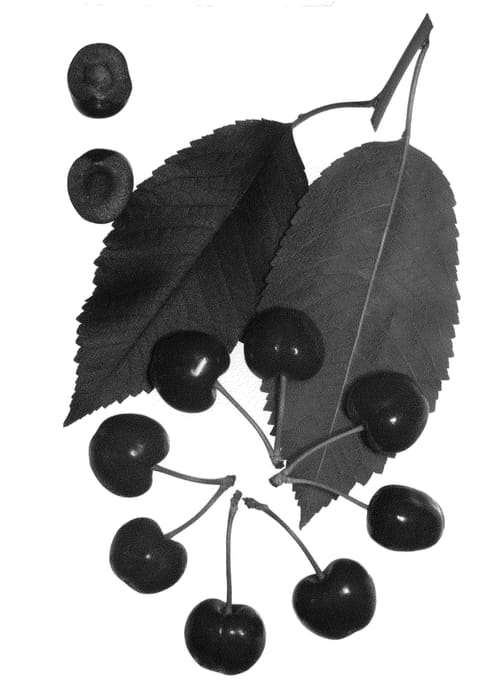 Figure 1 of US plant patent PP22603, the photograph of Royal Elaine printed in the patent.