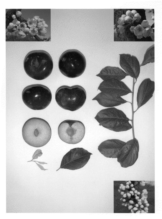 Figure 1 of US plant patent PP22604, the photograph of Black Majesty III printed in the patent.