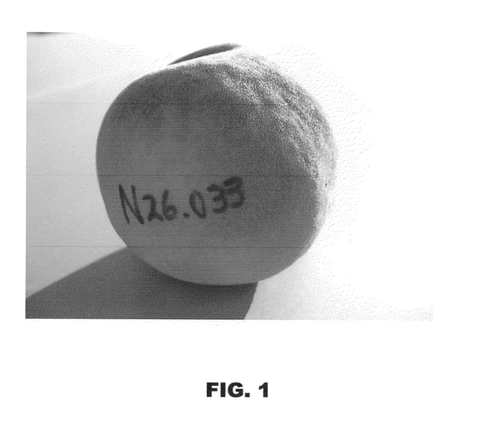 Figure 1 of US plant patent PP22605, the photograph of Burpeachtwentyfive printed in the patent.