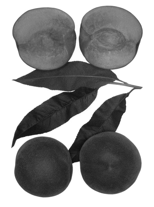 Figure 1 of US plant patent PP22606, the photograph of Zee Pride printed in the patent.