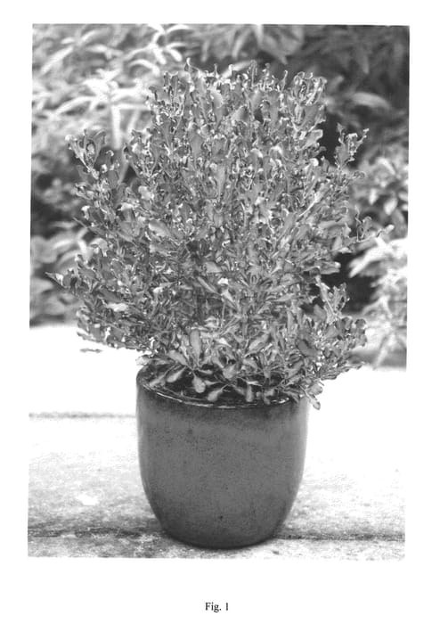 Figure 1 of US plant patent PP22607, the photograph of JWNCOPPS printed in the patent.