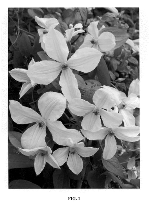 Figure 1 of US plant patent PP22608, the photograph of Zofofri printed in the patent.