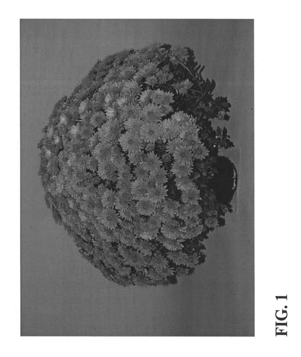 Figure 1 of US plant patent PP22609, the photograph of Zanmublast printed in the patent.