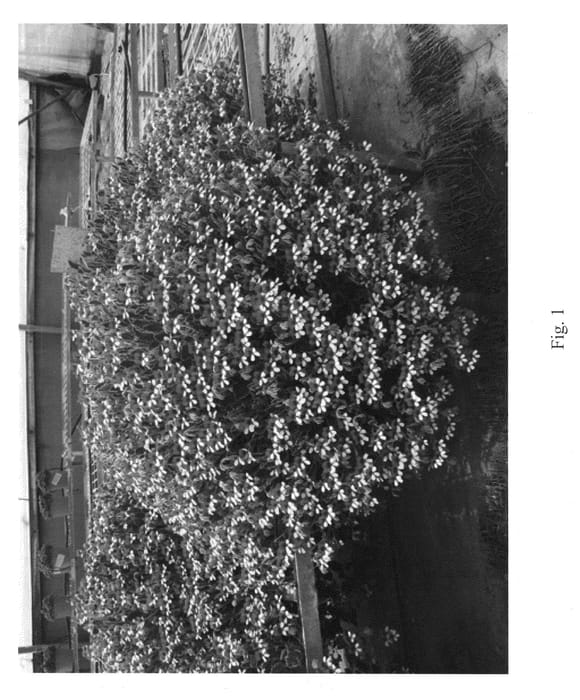 Figure 1 of US plant patent PP22610, the photograph of Violetty printed in the patent.