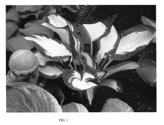 Figure 1 of US plant patent PP22611, the photograph of Dancing Stars printed in the patent.