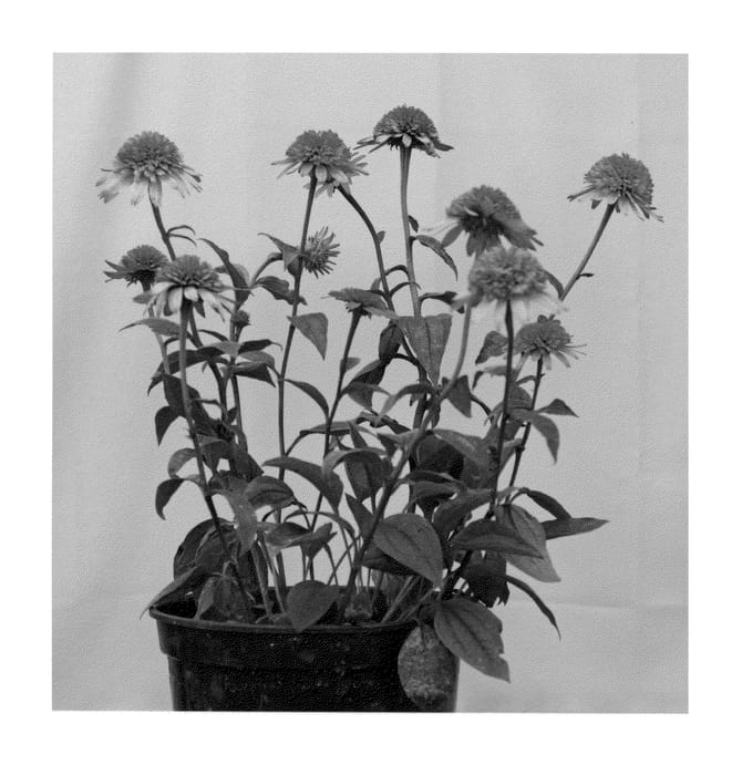 Figure 1 of US plant patent PP22612, the photograph of Raspberry Truffle printed in the patent.