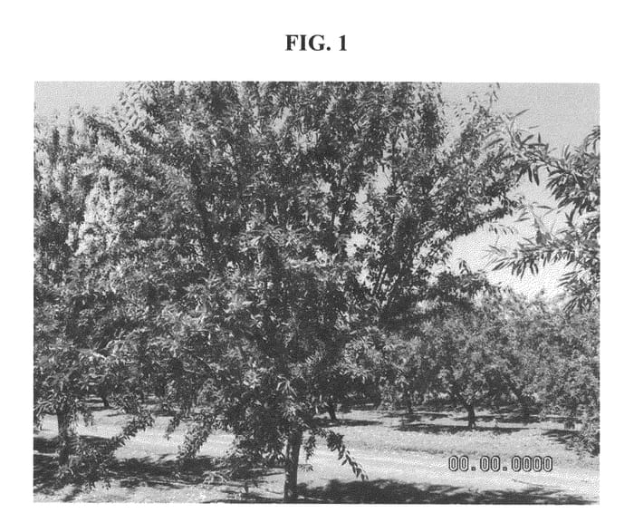 Figure 1 of US plant patent PP22613, the photograph of Zohar printed in the patent.