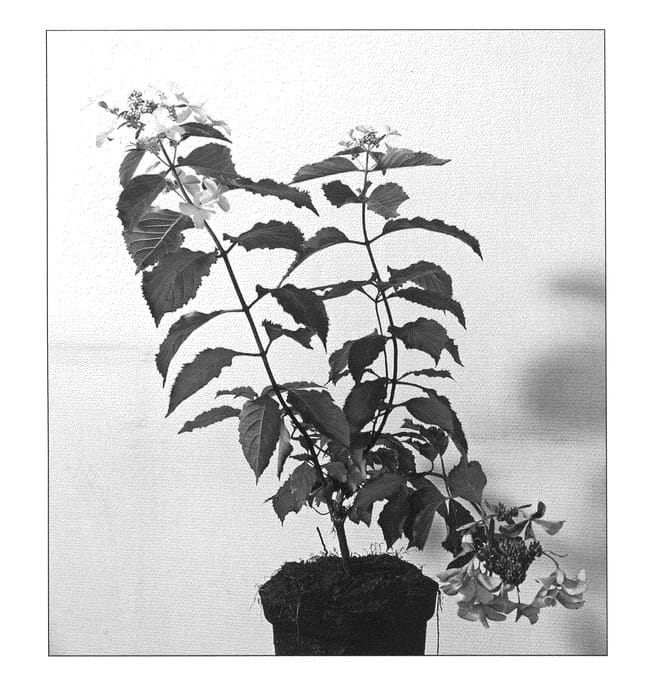 Figure 1 of US plant patent PP22614, the photograph of Levana printed in the patent.