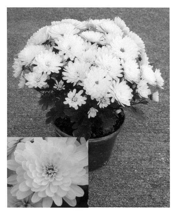 Figure 1 of US plant patent PP22615, the photograph of Synjac Perl printed in the patent.