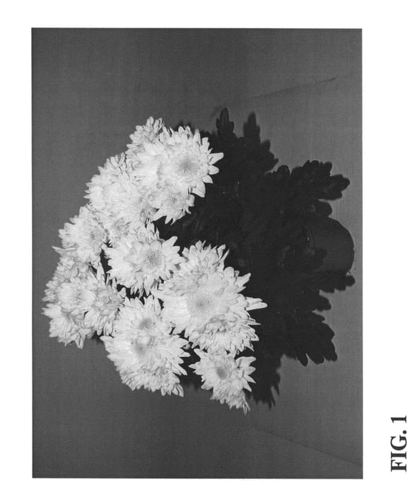 Figure 1 of US plant patent PP22616, the photograph of Zanmudenali printed in the patent.