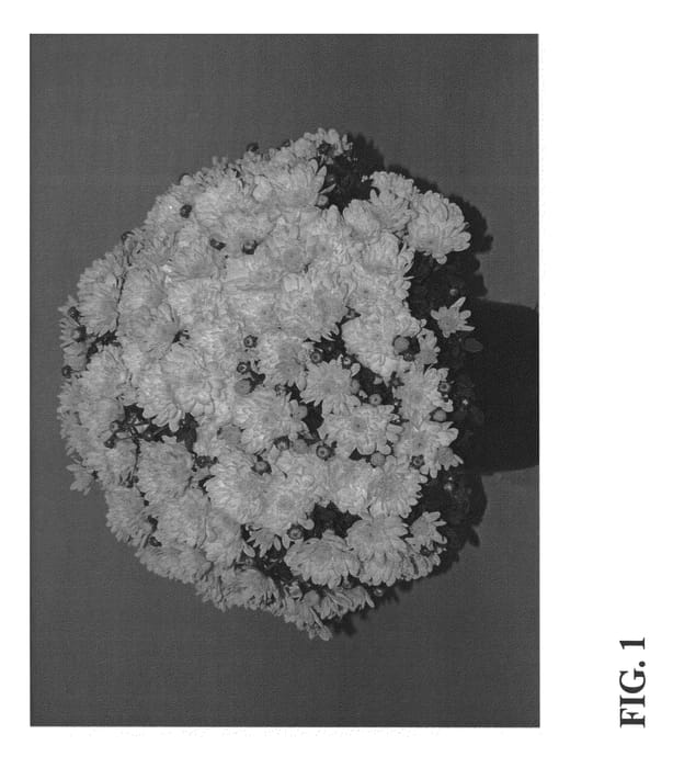 Figure 1 of US plant patent PP22617, the photograph of Zanmuglow printed in the patent.
