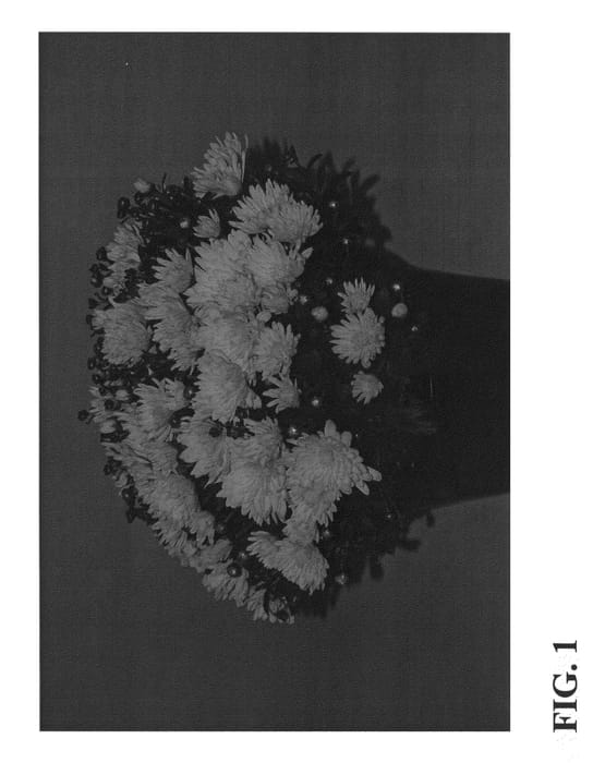 Figure 1 of US plant patent PP22618, the photograph of Zanmugolmine printed in the patent.
