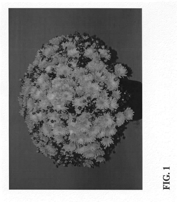 Figure 1 of US plant patent PP22619, the photograph of Zanmustone printed in the patent.
