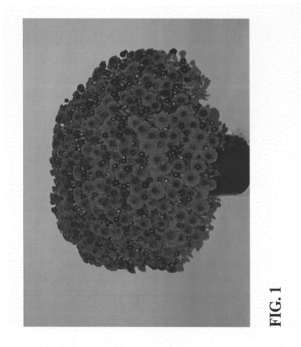 Figure 1 of US plant patent PP22620, the photograph of Zanmucanyon printed in the patent.