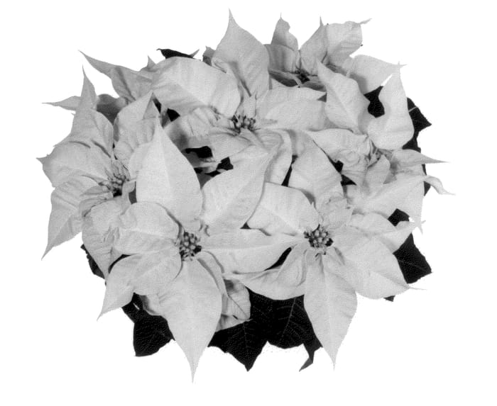 Figure 1 of US plant patent PP22621, the photograph of NPCW10193 printed in the patent.