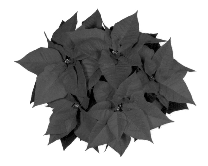 Figure 1 of US plant patent PP22622, the photograph of NPCW10167 printed in the patent.