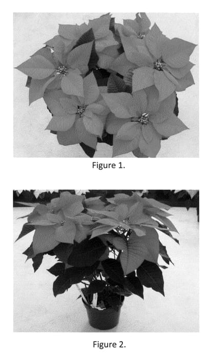 Figure 1 of US plant patent PP22623, the photograph of SYEP0791 printed in the patent.