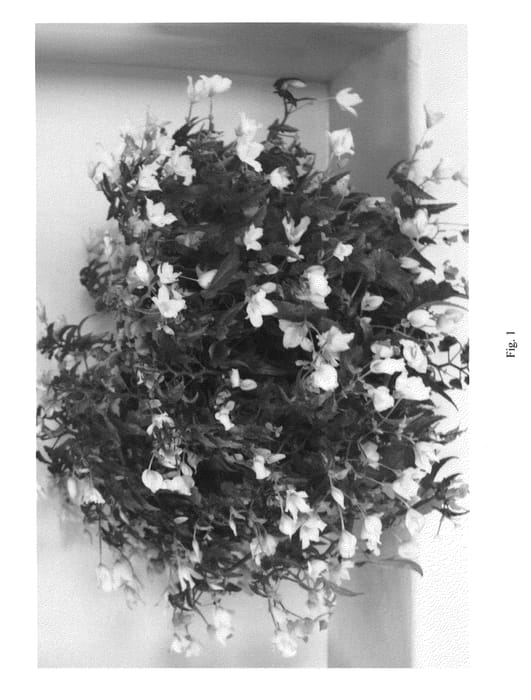 Figure 1 of US plant patent PP22624, the photograph of BBEWH12-0 printed in the patent.